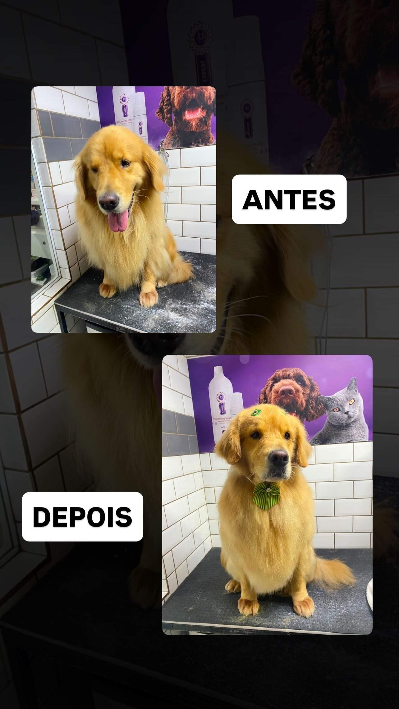 Montagem de antes e depois do trimming em um golden retriever sentado