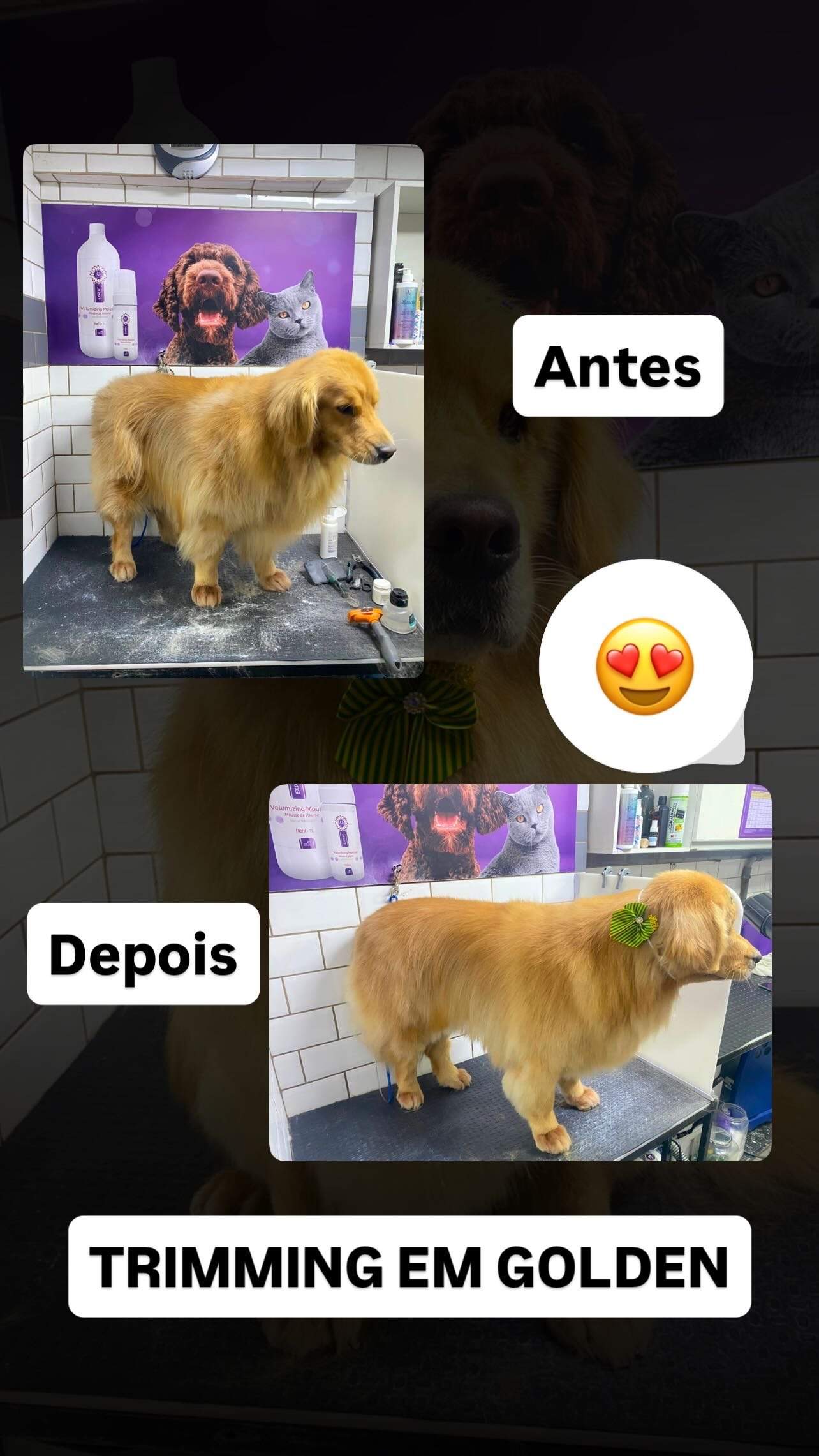 Montagem de antes e depois do trimming em um golden retriever de perfil