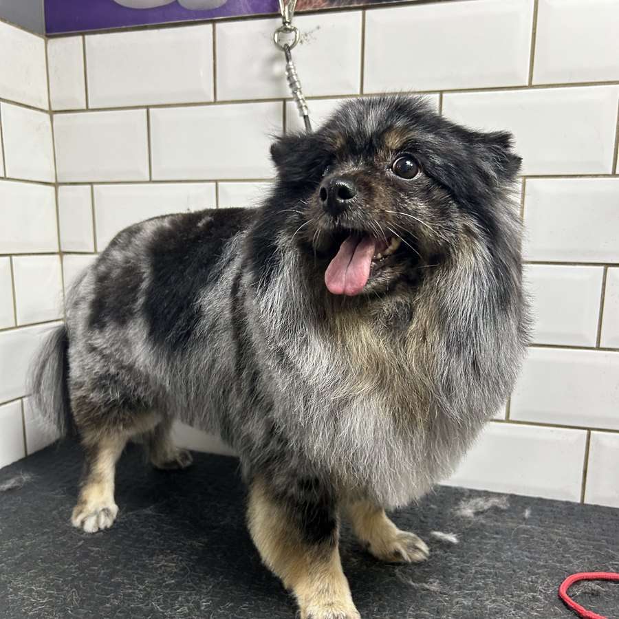Spitz de pelagem mesclada cinza e preta na mesa de tosa