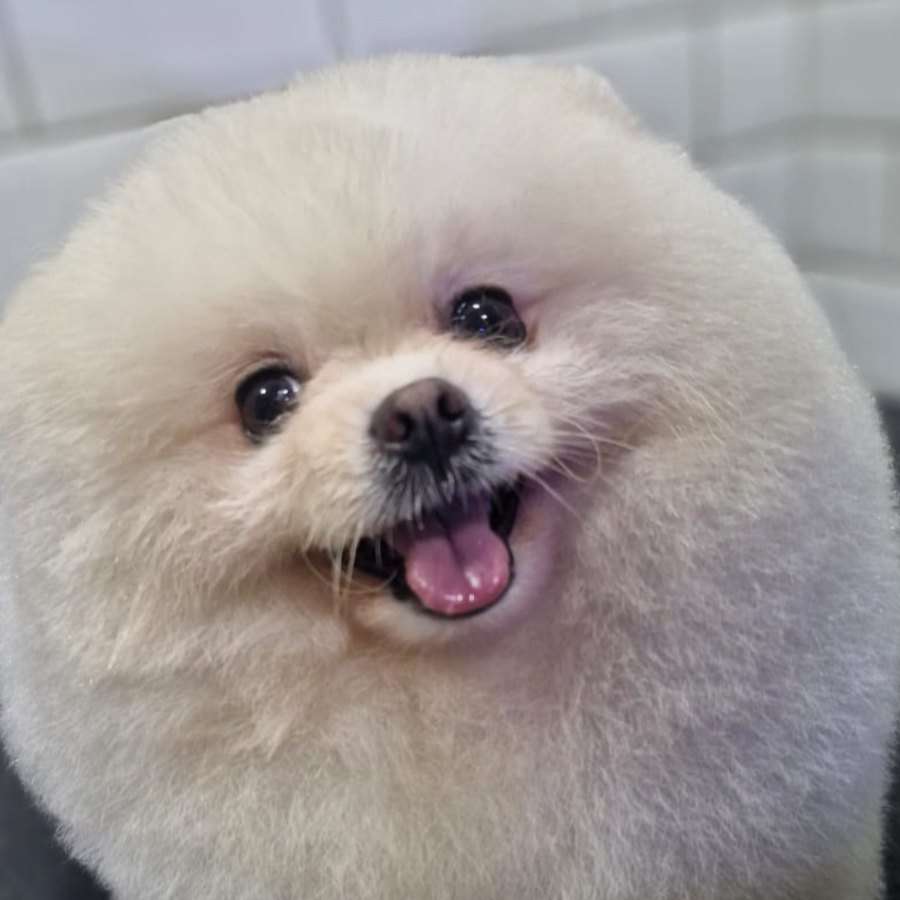 Spitz branco de pelagem fofa depois do trimming