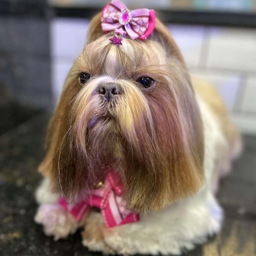 Shih-tzu com laço rosa depois do banho
