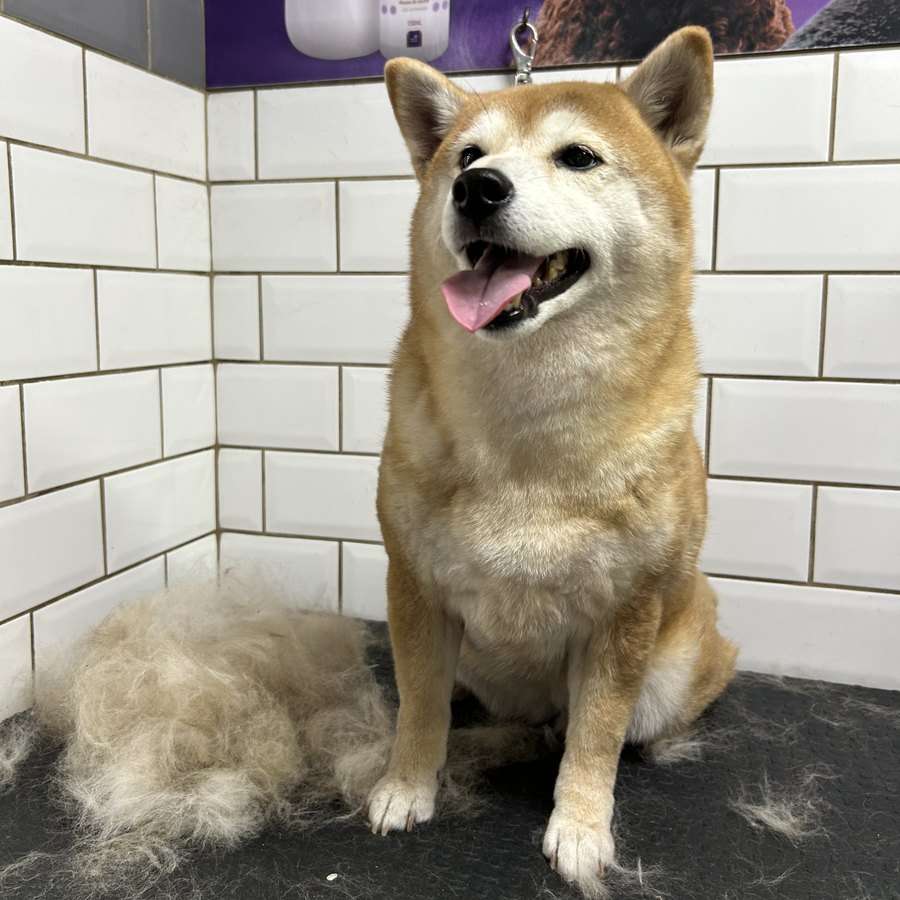 Shiba sentado na mesa de tosa ao lado dos pelos retirados