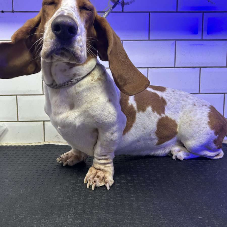 Basset hound na mesa de banho