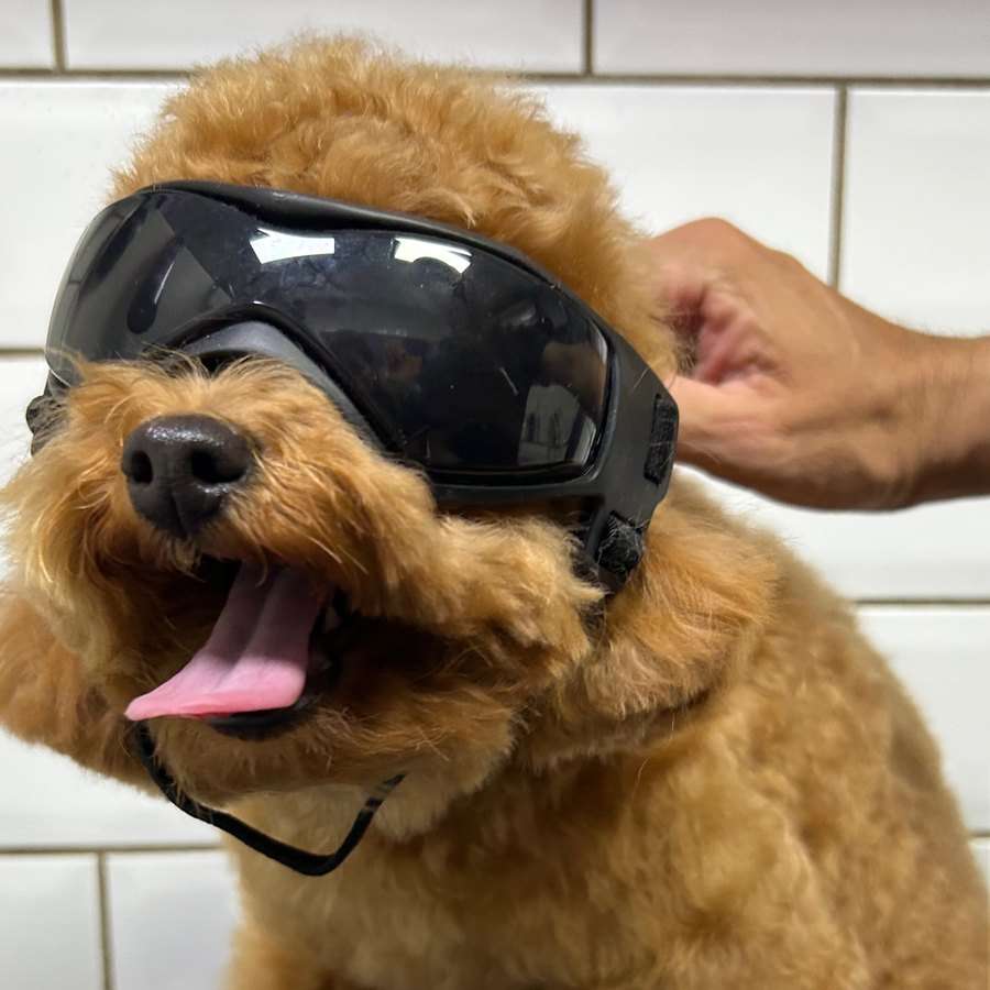 Poodle caramelo usando óculos de proteção