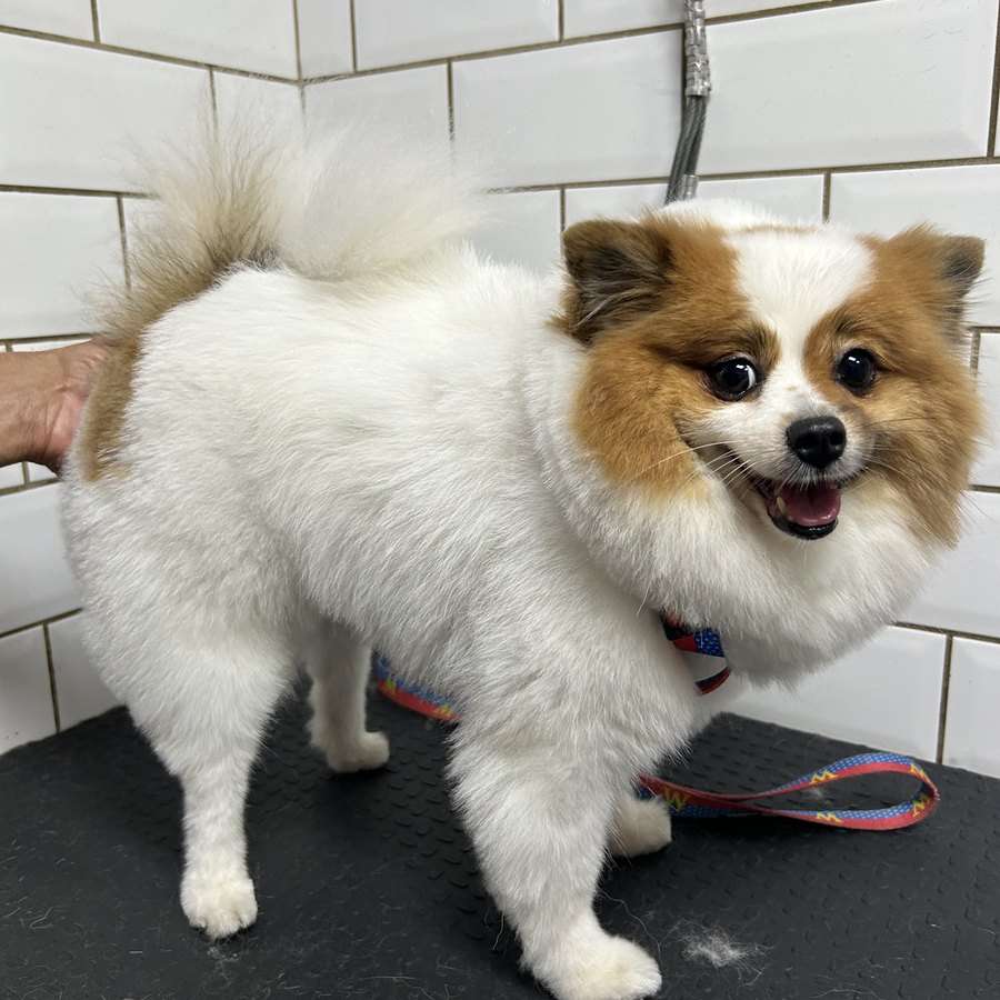 Spitz branco e caramelo sorrindo na mesa de tosa