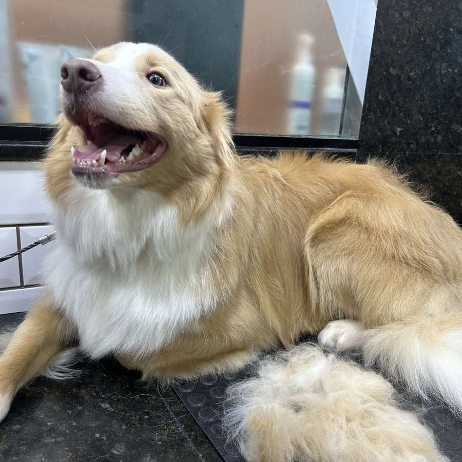 Cachorro de pelagem longa caramelo e branca deitado na mesa de tosa