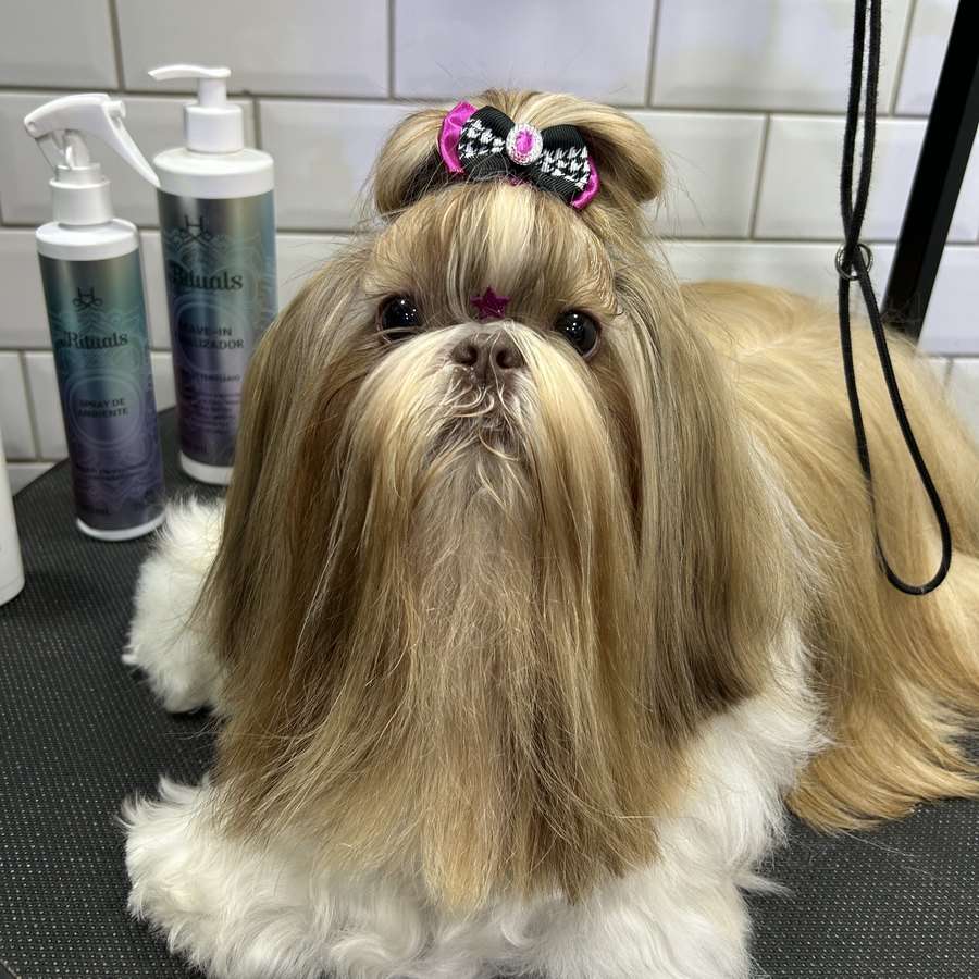 Shih-tzu de pelagem longa com laço na cabeça