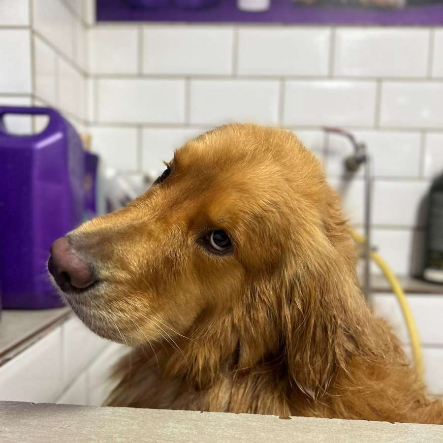 Golden retriever apoiado na mesa de banho