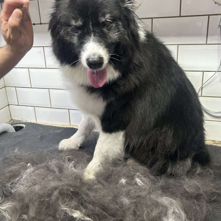 Cachorro preto e branco na mesa de tosa com os pelos retirados