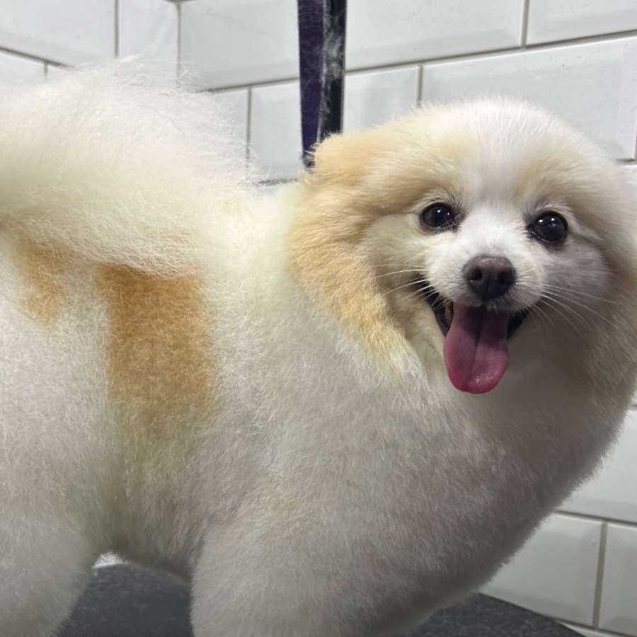 Spitz creme sorrindo depois da tosa